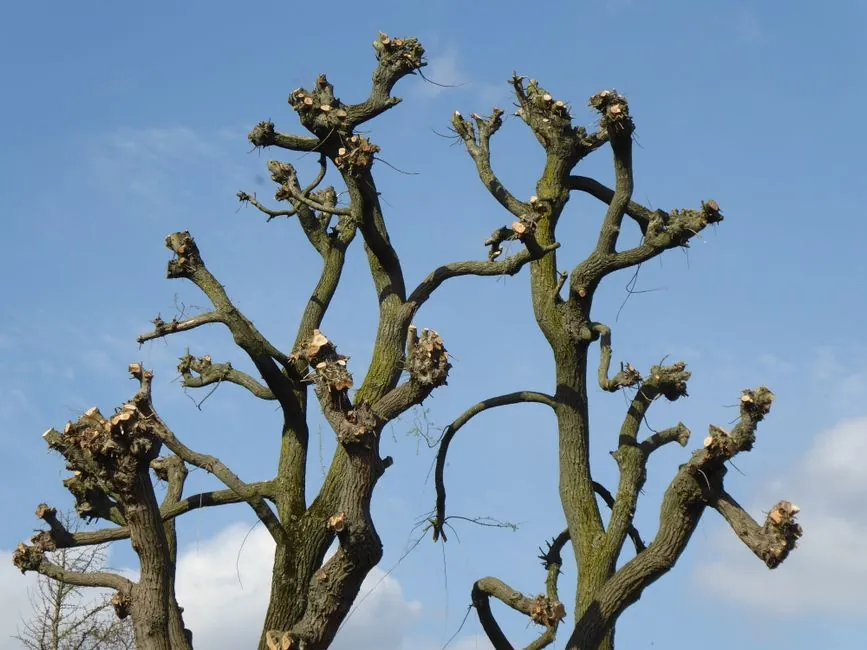 Soins aux arbres et taille douce sur sujet ornemental