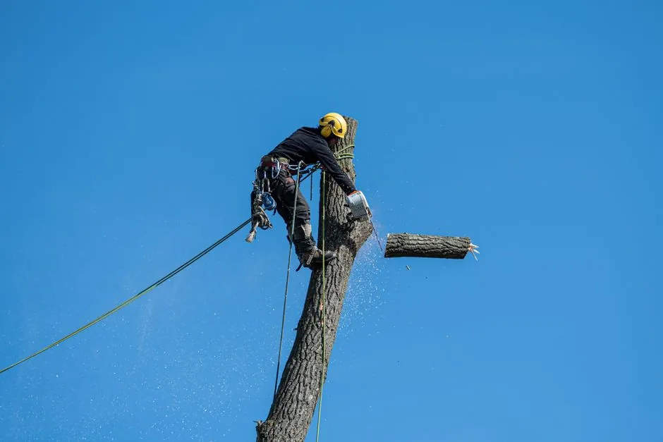 Abattage maîtrisé en zone délicate à proximité d'une maison