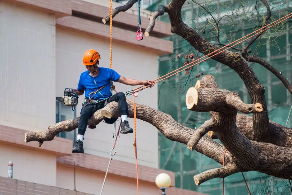 Élagueur de l'Entreprise Defosse en intervention sur un arbre à Meaux